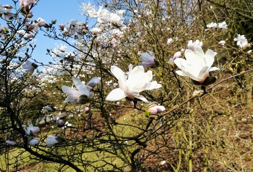  kwitnienie magnolii gwiaździstej (Magnolia stellata